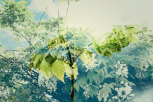 Wisteria leaves in the sunshine, spring Wisteria leaves in the sunshine, spring